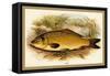 Carp-A.f. Lydon-Framed Stretched Canvas