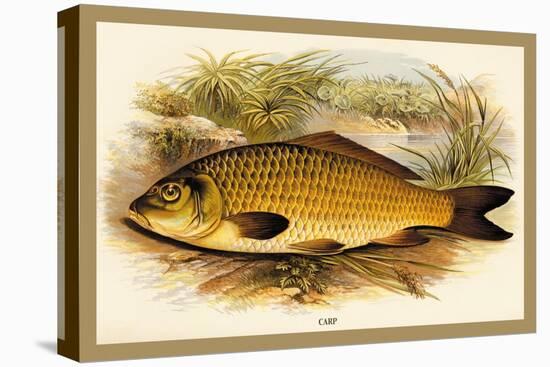 Carp-A.f. Lydon-Stretched Canvas