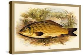 Carp-A.f. Lydon-Stretched Canvas