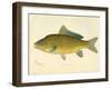 Carp-null-Framed Giclee Print