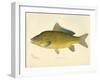 Carp-null-Framed Giclee Print