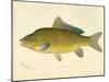 Carp-null-Mounted Giclee Print