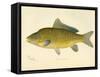 Carp-null-Framed Stretched Canvas