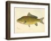 Carp-null-Framed Giclee Print