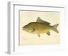 Carp-null-Framed Giclee Print