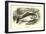 Carp-null-Framed Premium Giclee Print