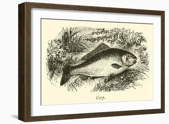 Carp-null-Framed Giclee Print