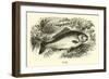 Carp-null-Framed Giclee Print