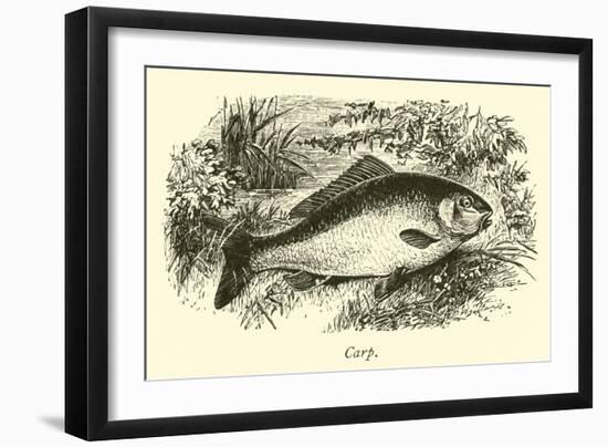 Carp-null-Framed Giclee Print