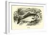 Carp-null-Framed Giclee Print