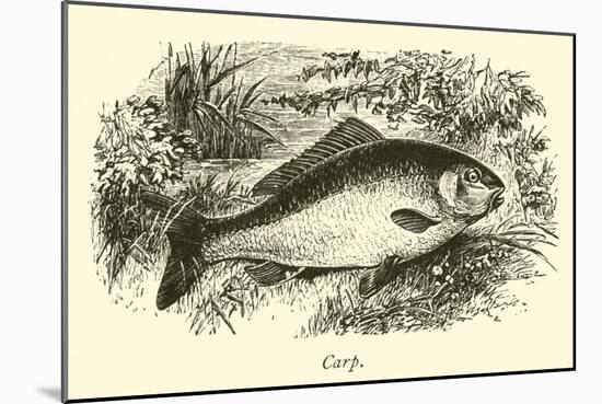 Carp-null-Mounted Giclee Print