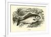 Carp-null-Framed Giclee Print