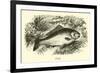 Carp-null-Framed Giclee Print