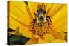 Carpenter Bee Collecting Nectar, Kentucky-Adam Jones-Stretched Canvas