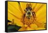 Carpenter Bee Collecting Nectar, Kentucky-Adam Jones-Framed Stretched Canvas