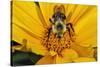 Carpenter Bee Collecting Nectar, Kentucky-Adam Jones-Stretched Canvas