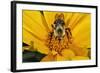 Carpenter Bee Collecting Nectar, Kentucky-Adam Jones-Framed Photographic Print