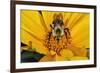 Carpenter Bee Collecting Nectar, Kentucky-Adam Jones-Framed Photographic Print