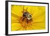 Carpenter Bee Collecting Nectar, Kentucky-Adam Jones-Framed Photographic Print