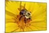 Carpenter Bee Collecting Nectar, Kentucky-Adam Jones-Mounted Photographic Print