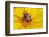 Carpenter Bee Collecting Nectar, Kentucky-Adam Jones-Framed Photographic Print