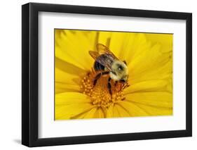 Carpenter Bee Collecting Nectar, Kentucky-Adam Jones-Framed Photographic Print