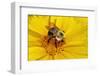 Carpenter Bee Collecting Nectar, Kentucky-Adam Jones-Framed Photographic Print