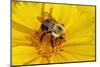 Carpenter Bee Collecting Nectar, Kentucky-Adam Jones-Mounted Photographic Print