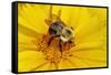 Carpenter Bee Collecting Nectar, Kentucky-Adam Jones-Framed Stretched Canvas