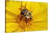 Carpenter Bee Collecting Nectar, Kentucky-Adam Jones-Stretched Canvas