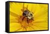 Carpenter Bee Collecting Nectar, Kentucky-Adam Jones-Framed Stretched Canvas