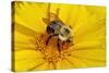 Carpenter Bee Collecting Nectar, Kentucky-Adam Jones-Stretched Canvas