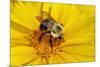 Carpenter Bee Collecting Nectar, Kentucky-Adam Jones-Mounted Photographic Print