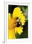 Carpenter Bee collecting nectar, Kentucky-Adam Jones-Framed Photographic Print