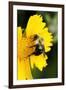 Carpenter Bee collecting nectar, Kentucky-Adam Jones-Framed Photographic Print