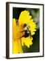 Carpenter Bee collecting nectar, Kentucky-Adam Jones-Framed Photographic Print