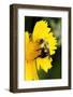 Carpenter Bee collecting nectar, Kentucky-Adam Jones-Framed Photographic Print