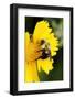 Carpenter Bee collecting nectar, Kentucky-Adam Jones-Framed Photographic Print