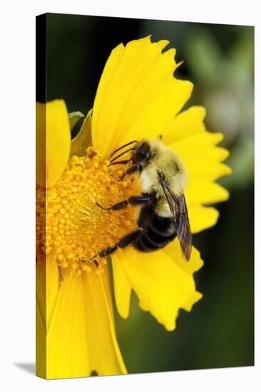 Carpenter Bee collecting nectar, Kentucky-Adam Jones-Stretched Canvas
