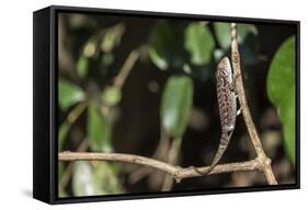 Carpet Chameleon (White-Lined Chameleon) (Furcifer Lateralis), Endemic to Madagascar, Africa-Matthew Williams-Ellis-Framed Stretched Canvas