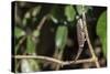 Carpet Chameleon (White-Lined Chameleon) (Furcifer Lateralis), Endemic to Madagascar, Africa-Matthew Williams-Ellis-Stretched Canvas