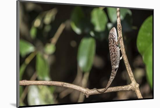 Carpet Chameleon (White-Lined Chameleon) (Furcifer Lateralis), Endemic to Madagascar, Africa-Matthew Williams-Ellis-Mounted Photographic Print
