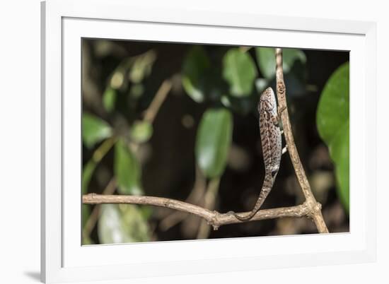 Carpet Chameleon (White-Lined Chameleon) (Furcifer Lateralis), Endemic to Madagascar, Africa-Matthew Williams-Ellis-Framed Photographic Print