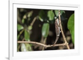 Carpet Chameleon (White-Lined Chameleon) (Furcifer Lateralis), Endemic to Madagascar, Africa-Matthew Williams-Ellis-Framed Photographic Print