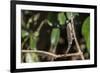 Carpet Chameleon (White-Lined Chameleon) (Furcifer Lateralis), Endemic to Madagascar, Africa-Matthew Williams-Ellis-Framed Photographic Print