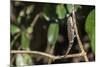 Carpet Chameleon (White-Lined Chameleon) (Furcifer Lateralis), Endemic to Madagascar, Africa-Matthew Williams-Ellis-Mounted Photographic Print