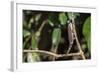 Carpet Chameleon (White-Lined Chameleon) (Furcifer Lateralis), Endemic to Madagascar, Africa-Matthew Williams-Ellis-Framed Photographic Print