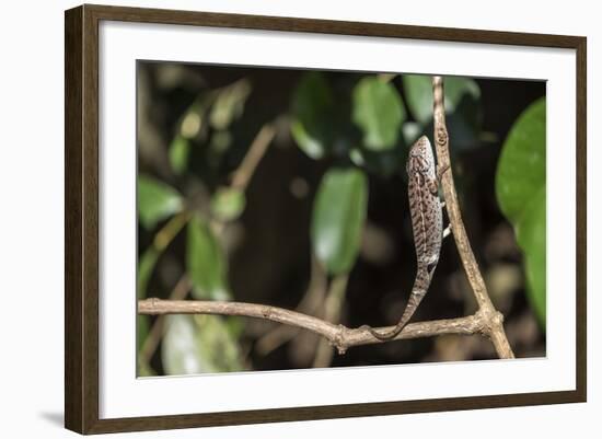 Carpet Chameleon (White-Lined Chameleon) (Furcifer Lateralis), Endemic to Madagascar, Africa-Matthew Williams-Ellis-Framed Photographic Print
