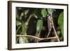 Carpet Chameleon (White-Lined Chameleon) (Furcifer Lateralis), Endemic to Madagascar, Africa-Matthew Williams-Ellis-Framed Photographic Print