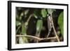 Carpet Chameleon (White-Lined Chameleon) (Furcifer Lateralis), Endemic to Madagascar, Africa-Matthew Williams-Ellis-Framed Photographic Print